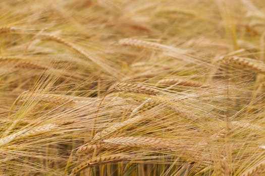   the ripened ears of cereals photographed by a close up