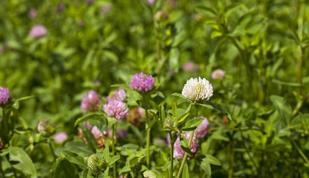 a photograph which shows a flowering clover. Close-up.