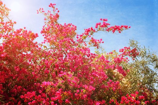 Big bush blooming pink flowers azaleas. Photo textured in old color image style.