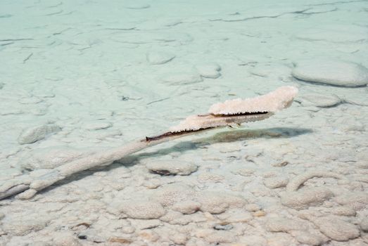 A tree branch lying covered with salt in the shallow waters of the Dead Sea, Israel.