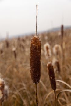   dry leaves and twigs inflorescences broadleaf cattail. Close-up.