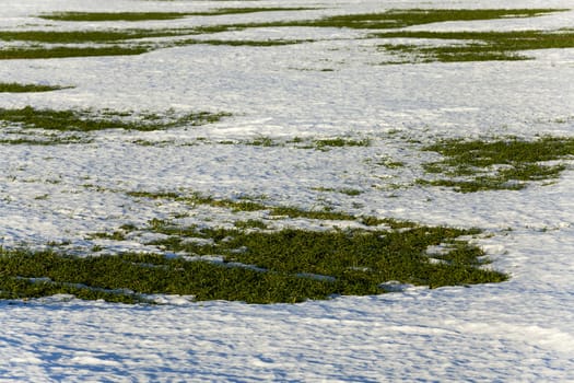   the first sprouts of winter wheat which appeared when thawing snow