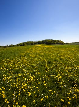  agriculture field where a large number of flowering dandelions. Blue sky.