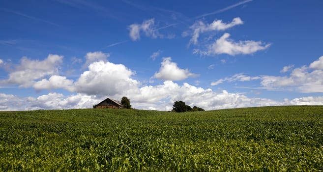   young corn plants growing in the field. Is seen in the distant outbuilding.