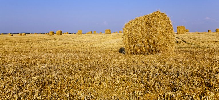   an agricultural field on which lie a straw stack after wheat harvesting