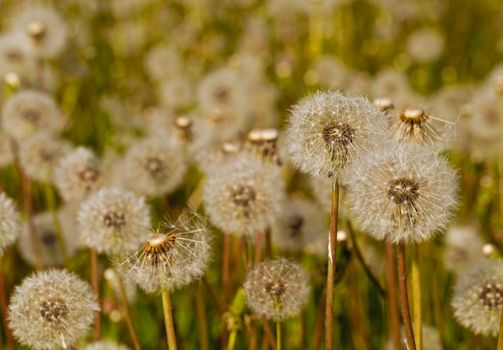 White dandelions -  a white tuft. close up