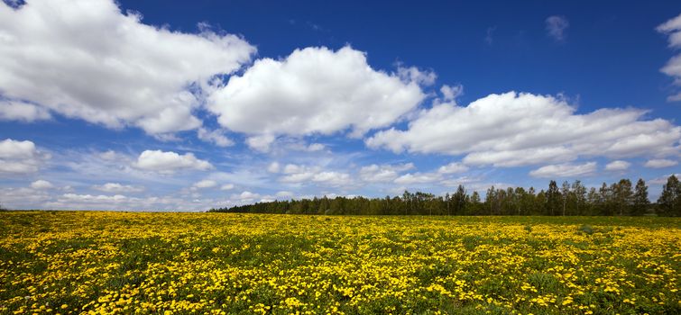   agriculture field where blooming yellow dandelions. Blue sky