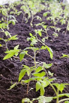   tomato seedlings planted in the ground. Close up.