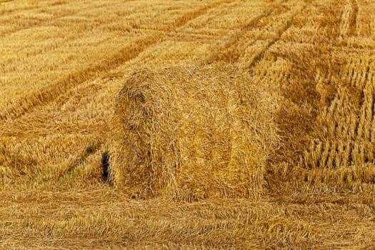   the straw put in a stack after wheat harvesting