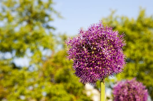  purple inflorescence leek. Photographed close up shot.