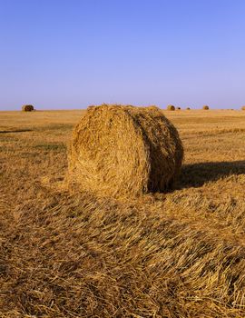   an agricultural field on which lie a straw stack after wheat harvesting