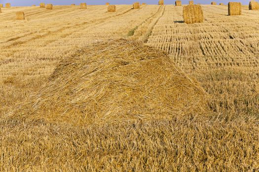   an agricultural field after the harvest company of wheat.