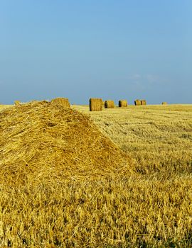   an agricultural field on which lie a straw stack after wheat harvesting