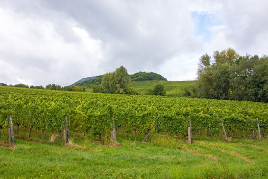 Vineyard, Germany near Neustadt a. d. Weinstrasse