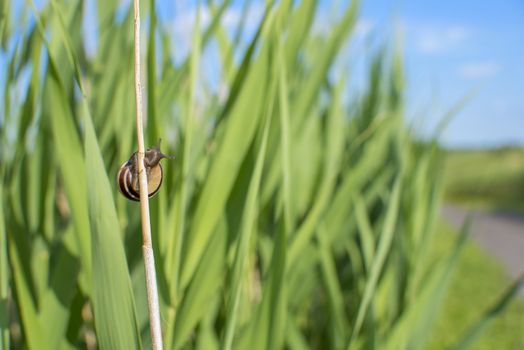 Snail climbing a grass blade on a summer day