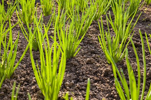   green young leaves of leeks growing in the ground. Close-up.