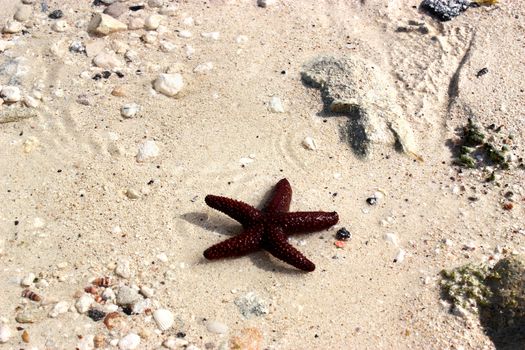 Red starfish in clear water