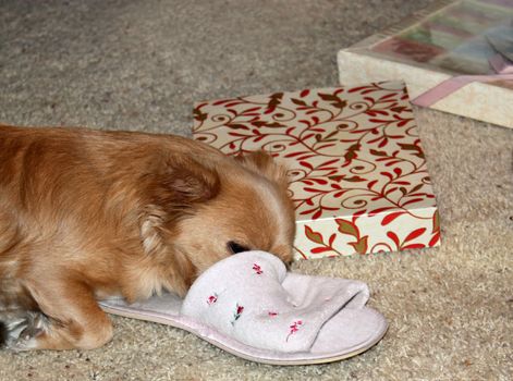 Cute long-haired Chihuahua sleeping on slipper near presents.