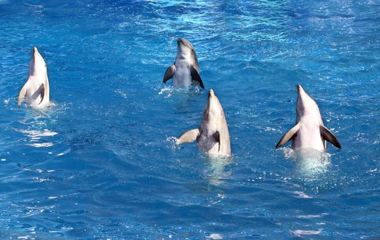 Four Dolphins performing in amusement park