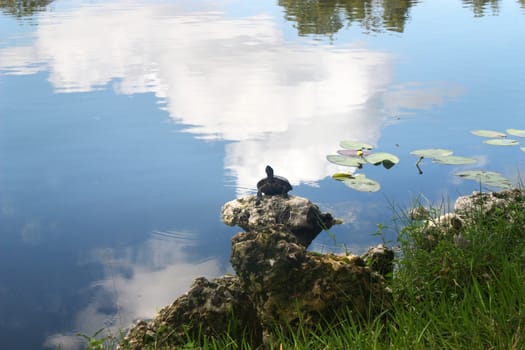 Small turtle on the rock near pond