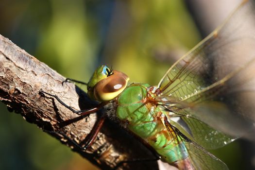 Close up of beautiful green dragonfly on the branch