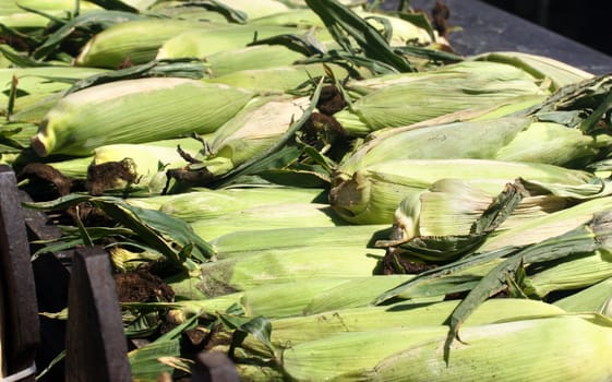 Cooked corn on open grill