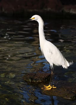 White egret on the rock near water