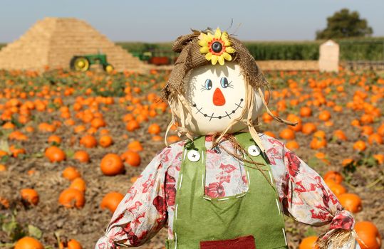 Scarecrow in autumn pumpkin field