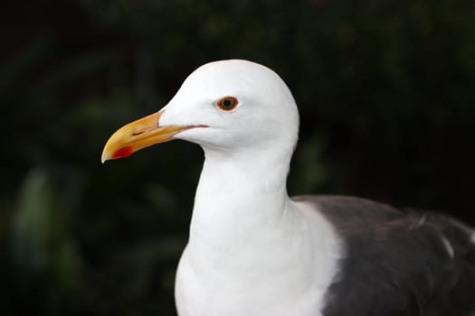 Close up of beautiful young seagull