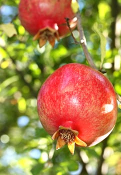 Ripe colorful pomegranate fruit on tree branch