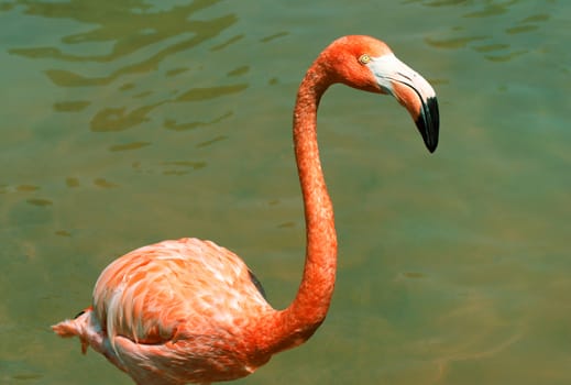 Beautiful pink flamingo near water