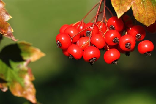 Bright red tree berries