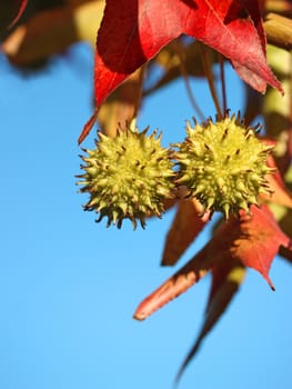 Autumn tree on background of blue sky