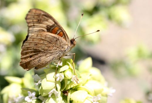 Beautiful butterfly on green plant