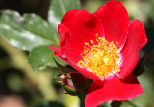 Small red rose in the garden