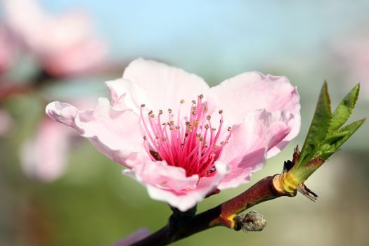 Close up of beautiful pink peach blossom