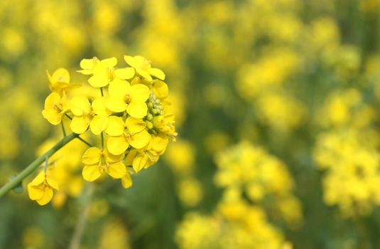 Close up of beautiful canola flower in the field