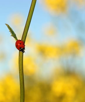 Red ladybug on flower stem in the field