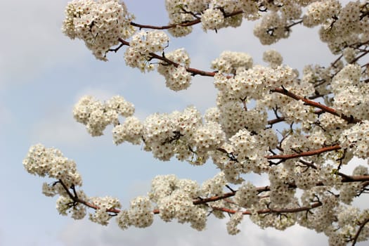 Beautiful tree blossom during spring