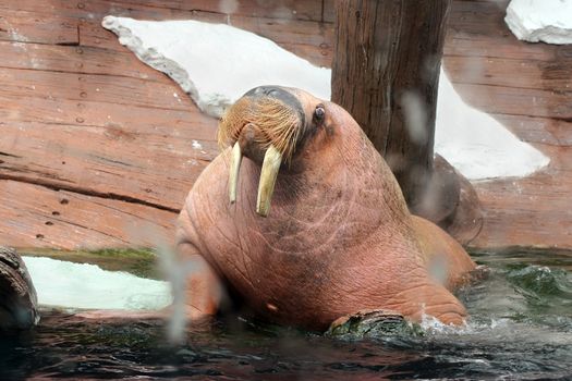 Large brown walrus near water