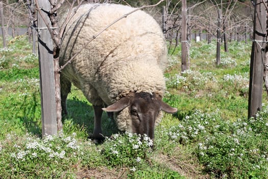 Sheep grazing on the fresh vineyard field