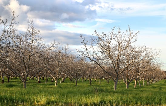 Row of trees on beautiful green field