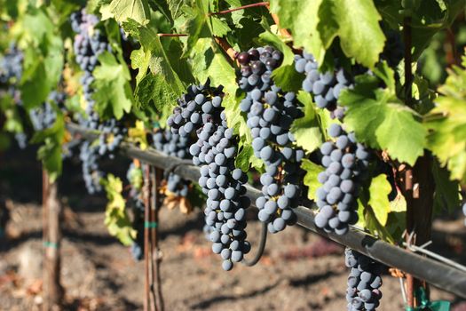 Fresh purple grapes on vineyard during harvest