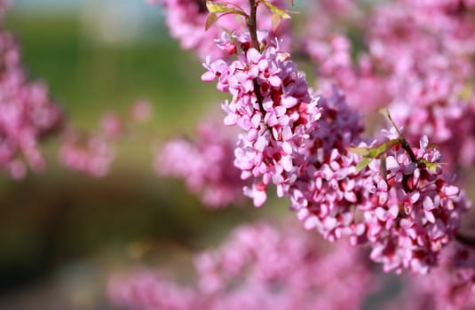 Beautiful pink blossom during spring