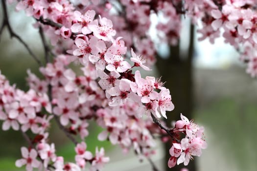 Beautiful pink cherry blossoming branch