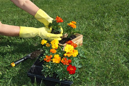 Potting colorful flowers outdoors during spring