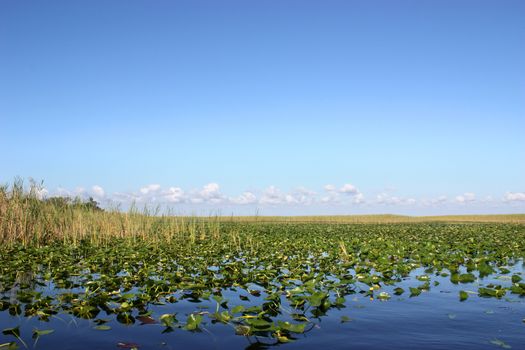 Beautiful scenery of lake in Everglades, Florida