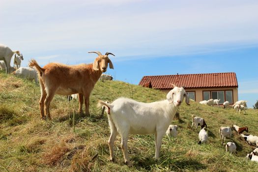 Goats grazing in the field