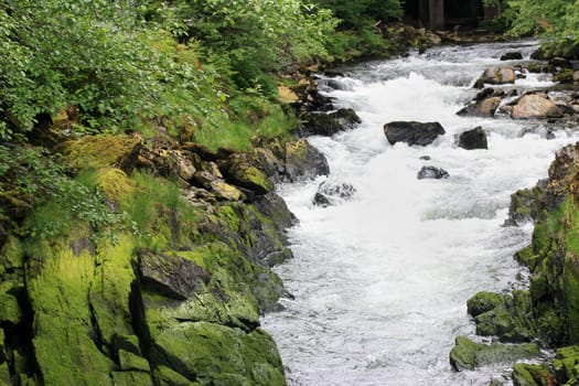 Beautiful peaceful creek in the forest