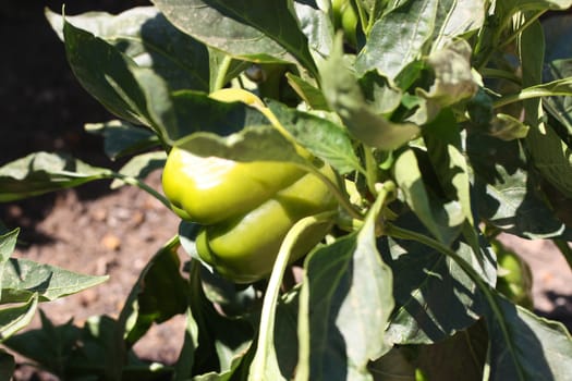 Young green bell pepper ready for harvest